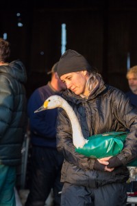 Swan caught for attaching a GPS tracking device at WWT Welney (c) Sacha Dench WWT