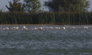 Arrival of Bewick's in the Netherlands (J. A. Jorritsma)