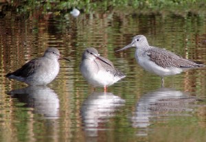 Redshank, Spotted Redshank and Greenshank