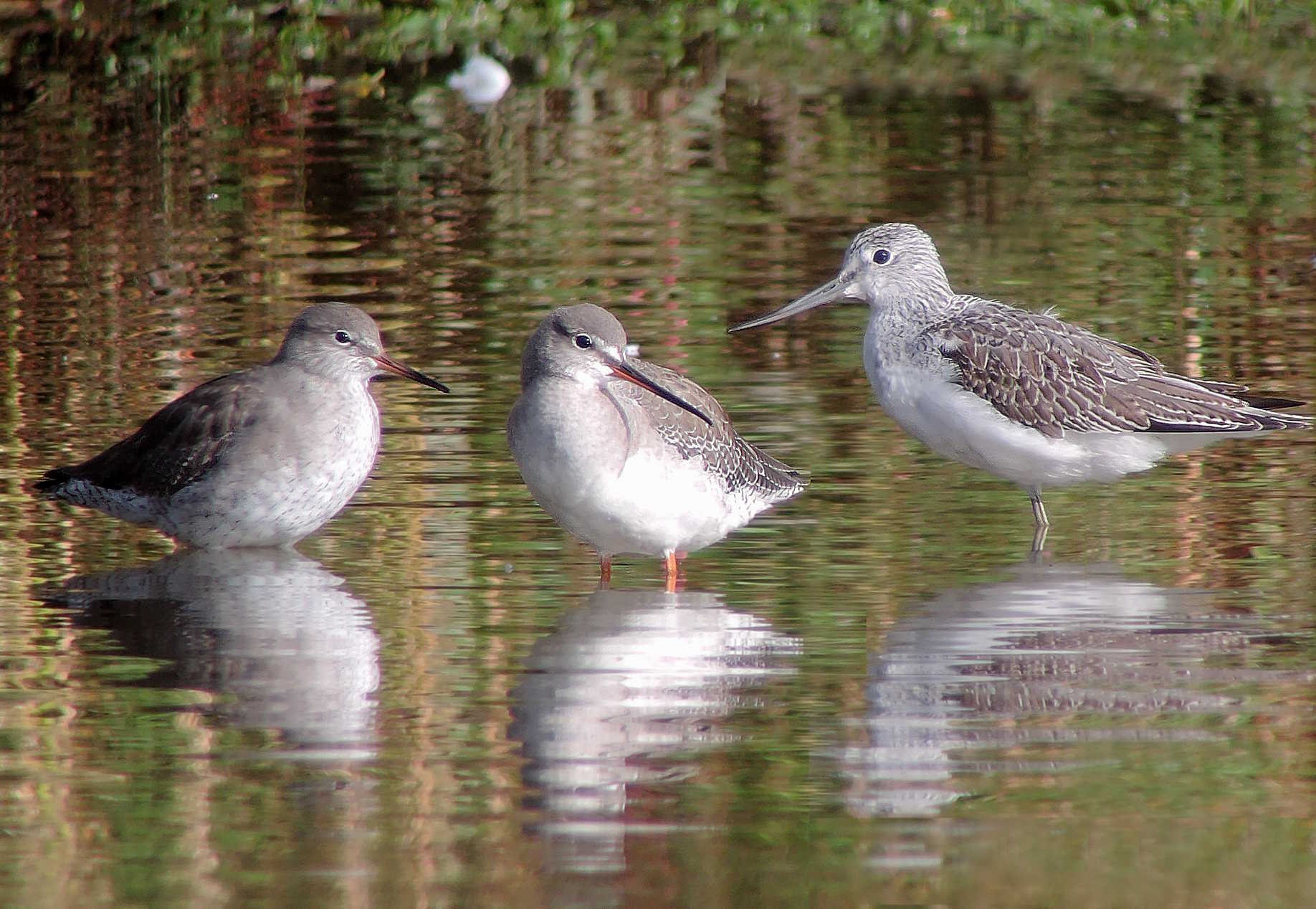 Redshank, Spotted Redshank and Greenshank