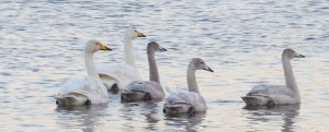 U5D with mate and 3 cygnets