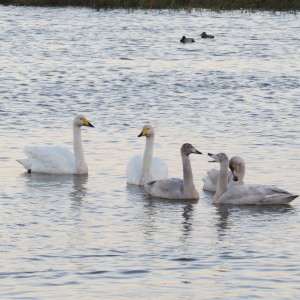 U5D with mate and 3 cygnets