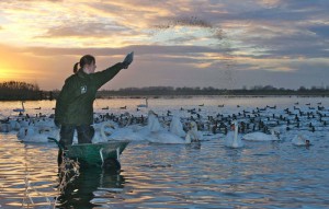 Swan feed by David Featherbe