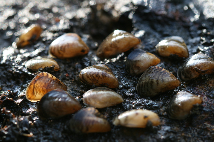 Wraysbury Quagga Mussels (c) David Aldridge Cambridge University