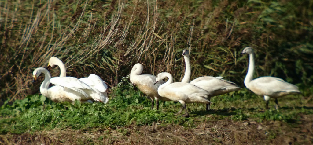 family Whoopers