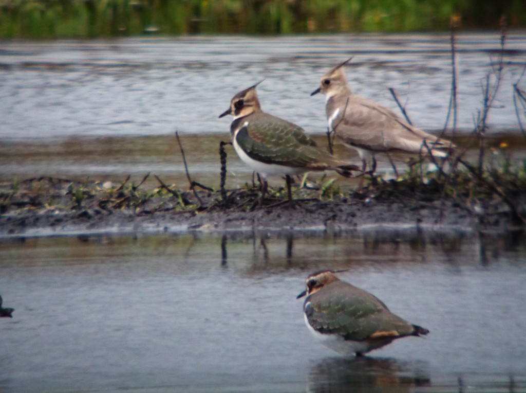 leucistic lapwing