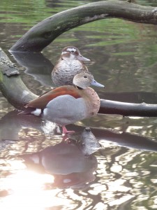 Our little ringed teal are such posers and look lovely against the dappled winter sunlight.