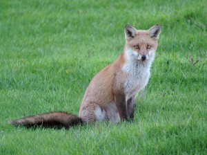FoxLQ