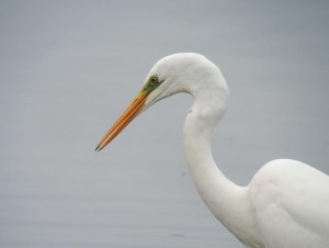 GWEWebsite