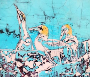 Gannets on Saltee Island