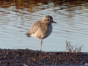 Grey Plover