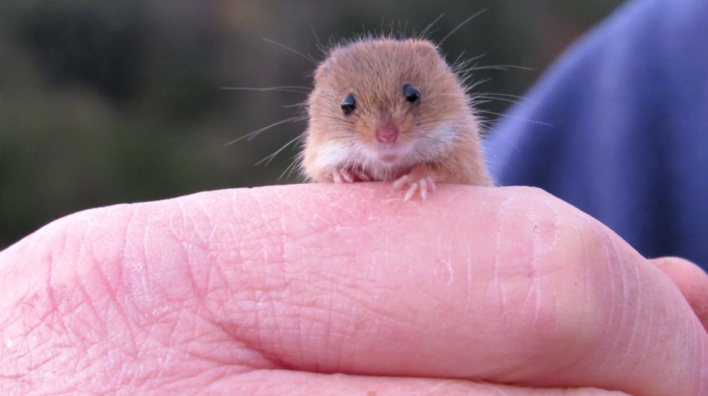 Paul holds a harvest mouse found in one of the Longworth traps