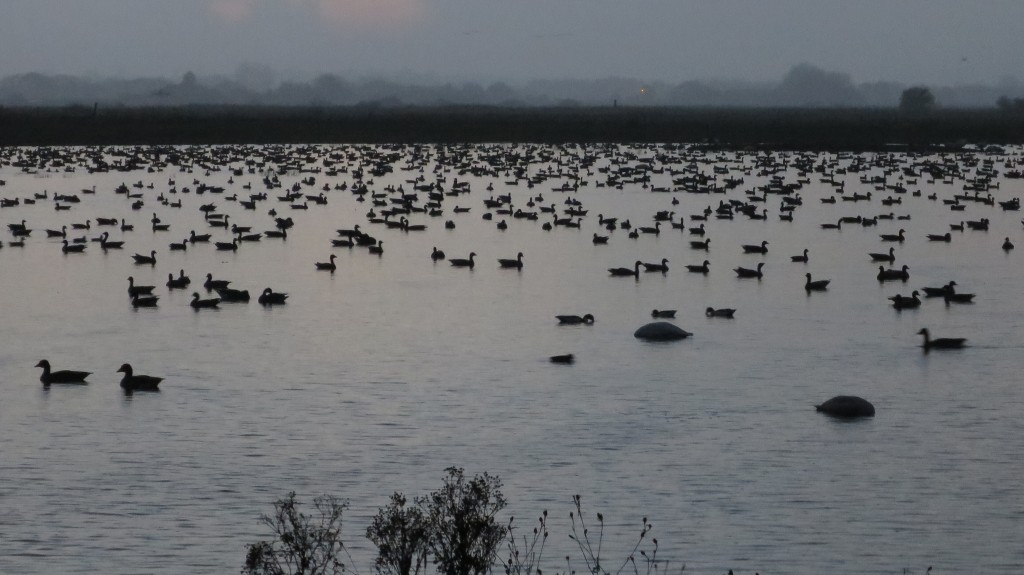 Pinkfeet Roosting on Mere 16.45 (T. Disley)