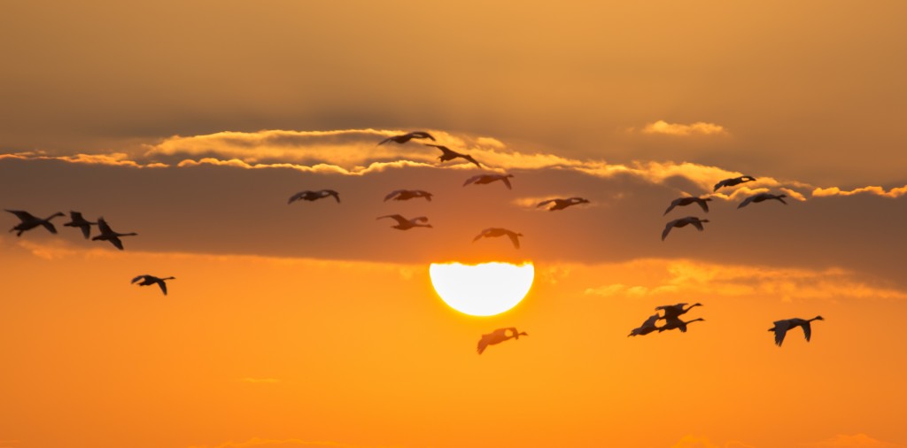 Whoopers coming into roost at WWT MM