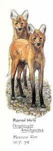 Maned Wolves