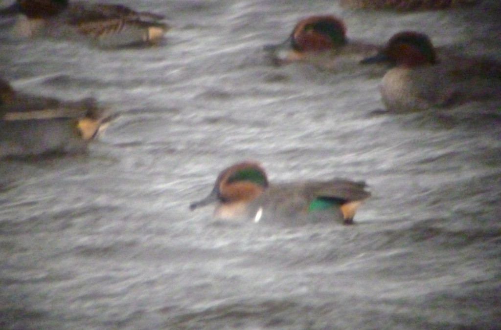 Drake Green-winged Teal from Ron Barker hide today (Debbie Cowpland)