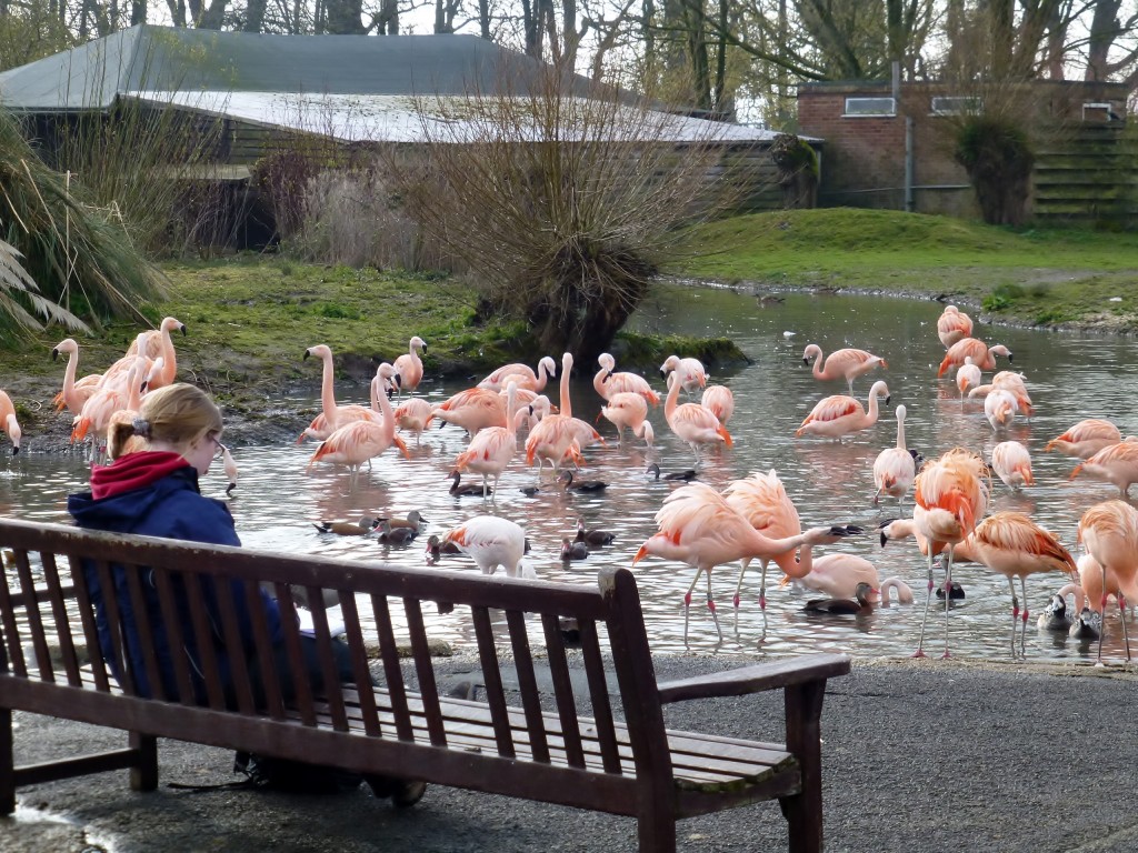 MSc student Finn patiently records the different personalities of the Slimbridge flamingos. At least at the time this photo was taken, there was something interesting going on!