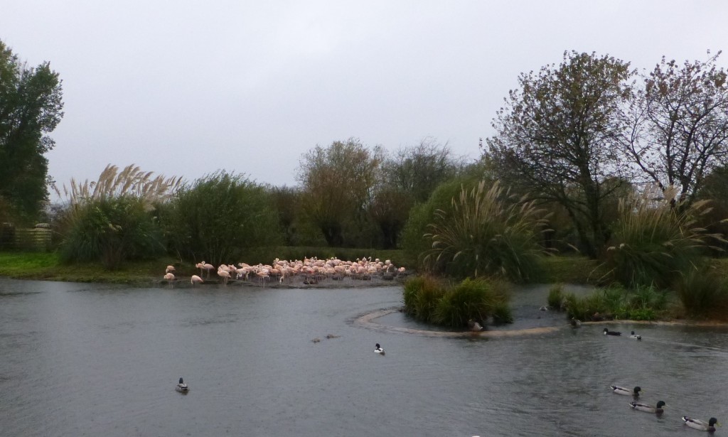 When the rain gets heavy, the birds shuffle closer together. The Slimbridge flock of Chilean flamingos forgets rivalries between individuals and clumps into one smaller area for shelter.
