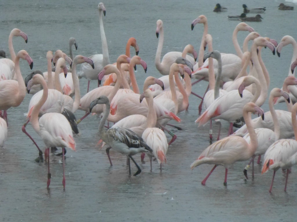 Greaters in the monsoon. Well, almost. Another tightly packed flock. Notice how the birds are starting to turn pink again... a sure sign that the 2015 breeding season will be here before you know it!