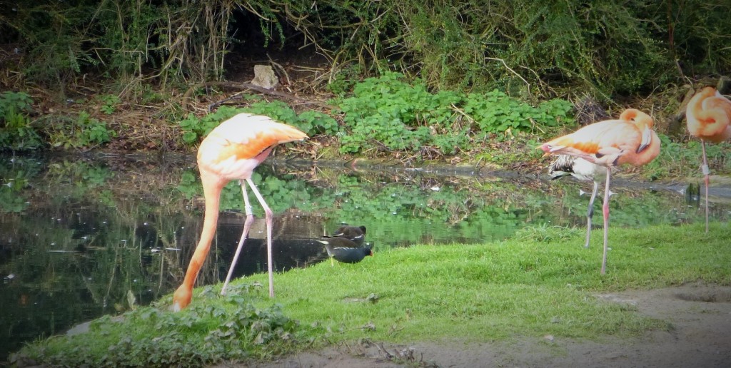 Adventurous Caribbean. What makes some flamingos head out on their own, whereas others will follow the crowd?