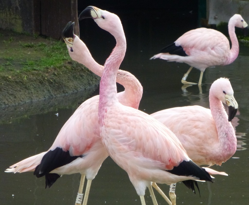 Not known for their bad tempers, feathers do occasionally fly in the Andean flock. It normally starts when one bird bumps into another. 