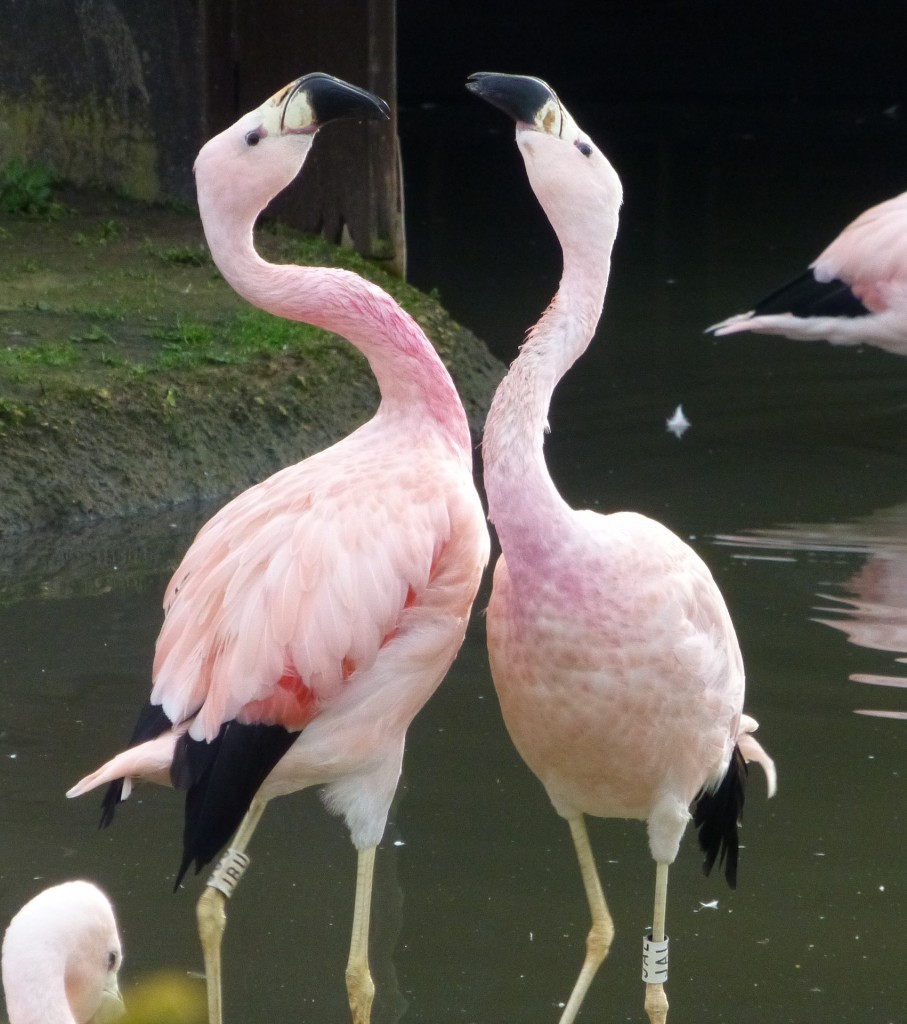 Squabbling with beaks and trying to shove each other over is the most serious form of flamingo aggression. It doesn't last that long but when birds are equally matched, neither gives way easily. 