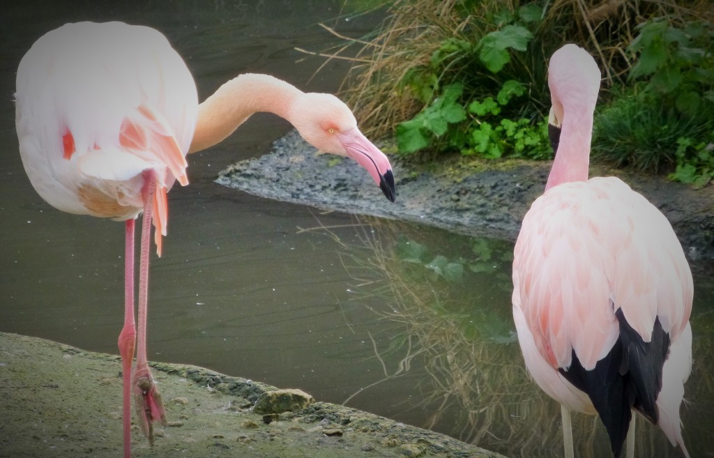 A grumbly greater flamingo shouts at a nearby Andean. The more overtly 