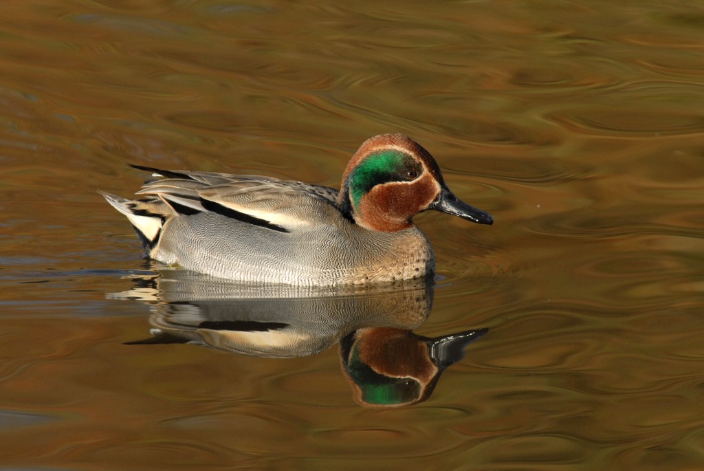 Teal are looking splendid now.  Pic by James Lees