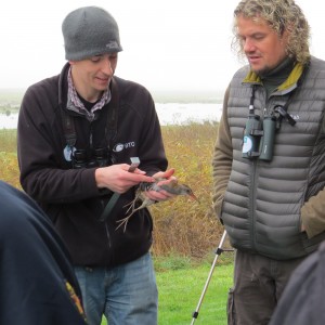 Water rail at ringing demonstration