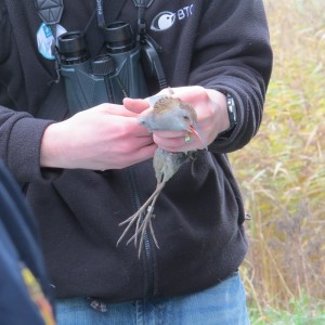 Water rail being ringed
