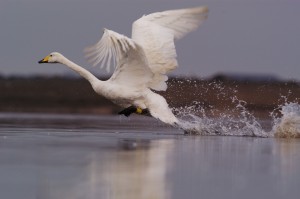 Accident prone: Whooper swans are most at risk (c) Richard Taylor-Jones)