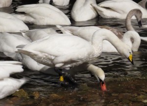 Wimble the whooper swan