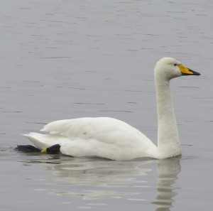 Whooper swan - X3G