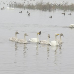 Ringed whooper swan, X3G, with mate and 4 cygnets