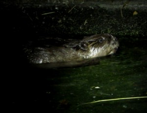 beaver