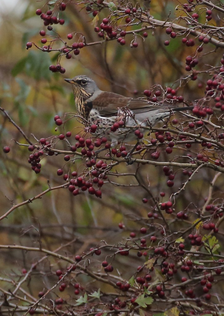 fieldfare