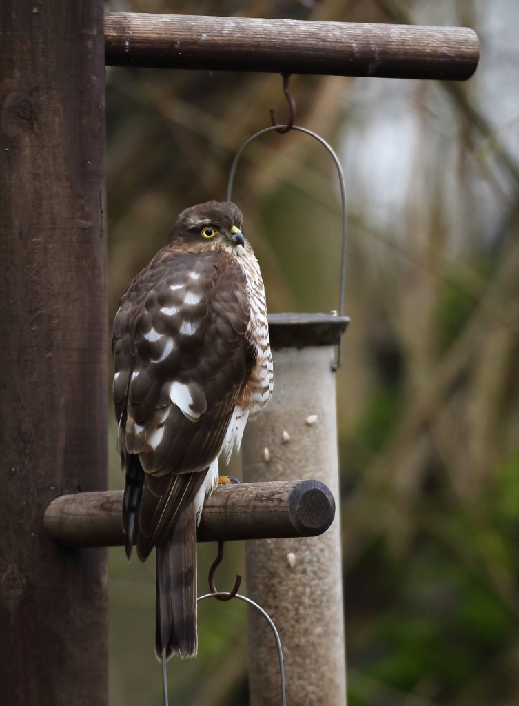 sparrowhawk-portrait