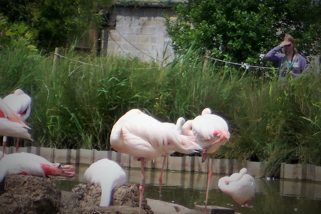 University of Exeter MSc student Alyssa watches the nesting colony of greater flamingos to see which partnerships carried on from 2013.