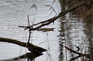 20 Dec 2014 Bittern copy