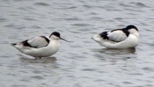 Avocets, 1 Dec
