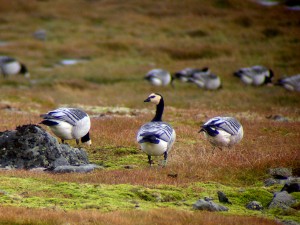 Barnacle goose (c) Brian Morrell WWT