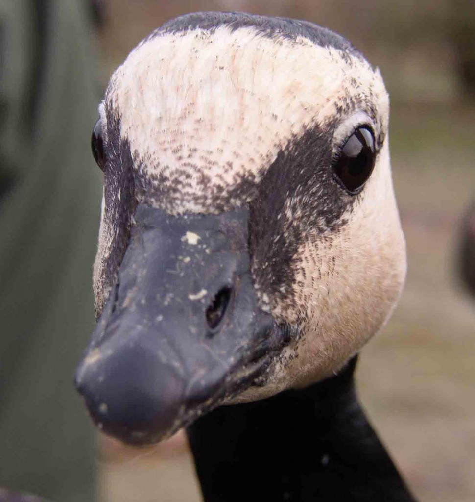 'Ready for my close up!' Barnacle Goose by Brian Morrell