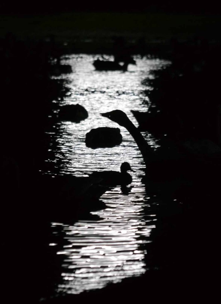 Bewick's Swan, shortest day 2014, Rushy at night, MJMcGill