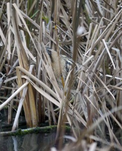 Bittern, Kingfisher Hide, MJMcGill