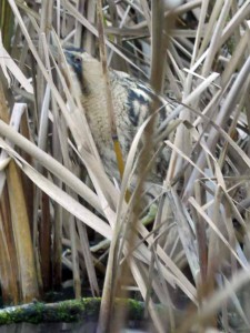 Bittern, MJMcGill