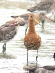 Black-tailed godwit