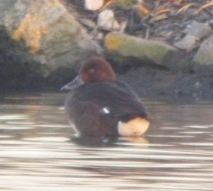 Ferruginous Duck, South Lake, MJMcGill
