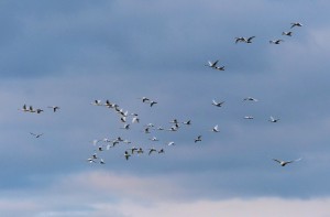 Photo by C. Butters
