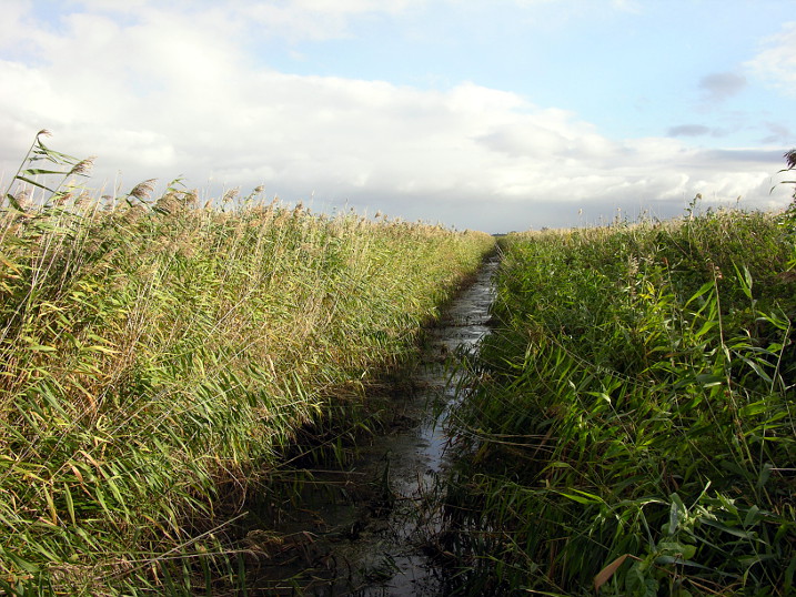 Kester's Docking, The Great Fen Project, England