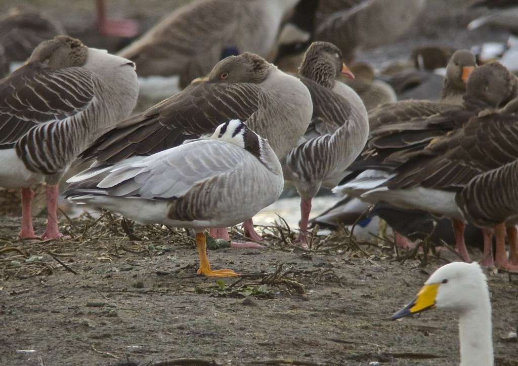 Bar-headed Goose, an almost certain escape but nonetheless an attractive Goose which often cited as the highest flying bird in the world. With individuals having been heard flying over mount Makalu at 27,825 feet, At 17,000 feet, serious handicap and collapse may occur in humans without extra oxygen! Small Tortoiseshell Butterflies have been recorded over 27,000 feet as well! (T. Disley)